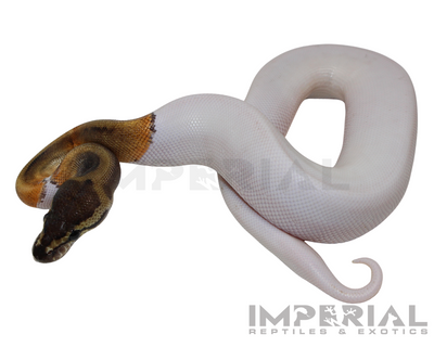 GHI Pied Ball Python for sale, buy GHI Pied ball pythons online, reptiles for sale online, buy pets online