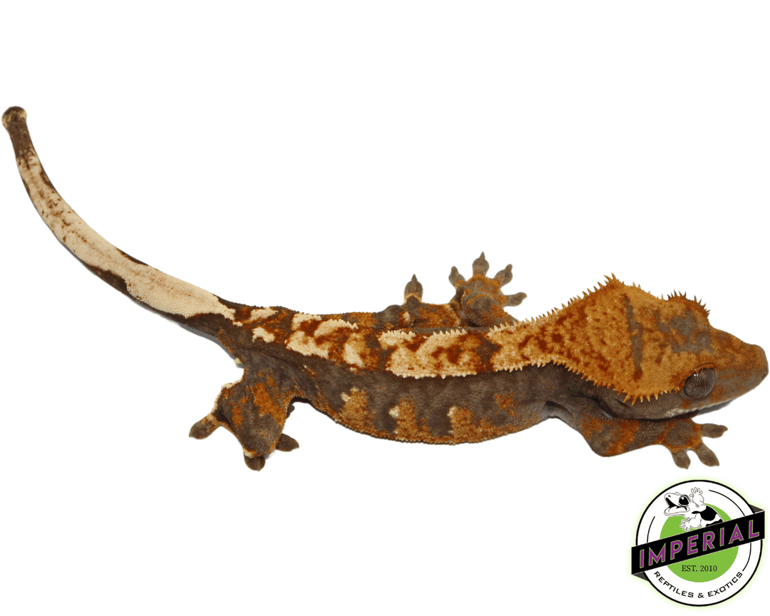 Harlequin Flame Crested Gecko For Sale Imperial Reptiles