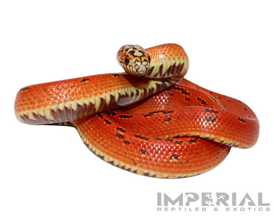 Hi Red Hypo Ultra Mosaic Kingsnake for sale, buy Hi Red Hypo Ultra Mosaic Kingsnakes online, reptiles for sale online, buy pets online