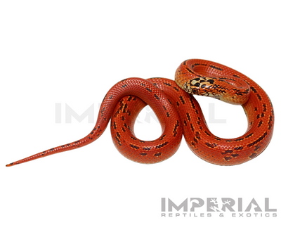 Hi Red Hypo Ultra Mosaic Kingsnake for sale, buy Hi Red Hypo Ultra Mosaic Kingsnakes online, reptiles for sale online, buy pets online
