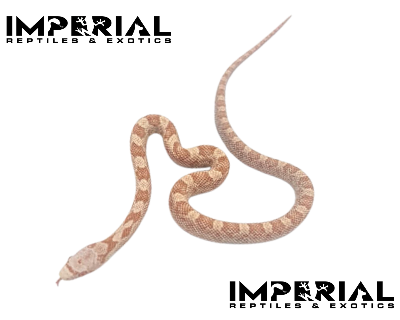 Hypo Black Rat Snake for sale, buy animals online, reptiles for sale, colubrids