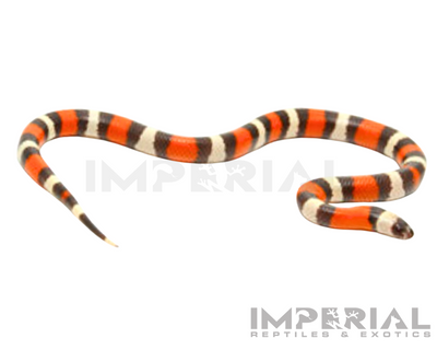 Hypo Pueblan Milksnake for sale, buy Hypo Pueblan Milksnakes online, reptiles for sale online, buy pets online