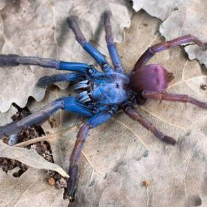 Indian Rainbow aka LSD Earth-Tiger Tarantula (Haploclastus