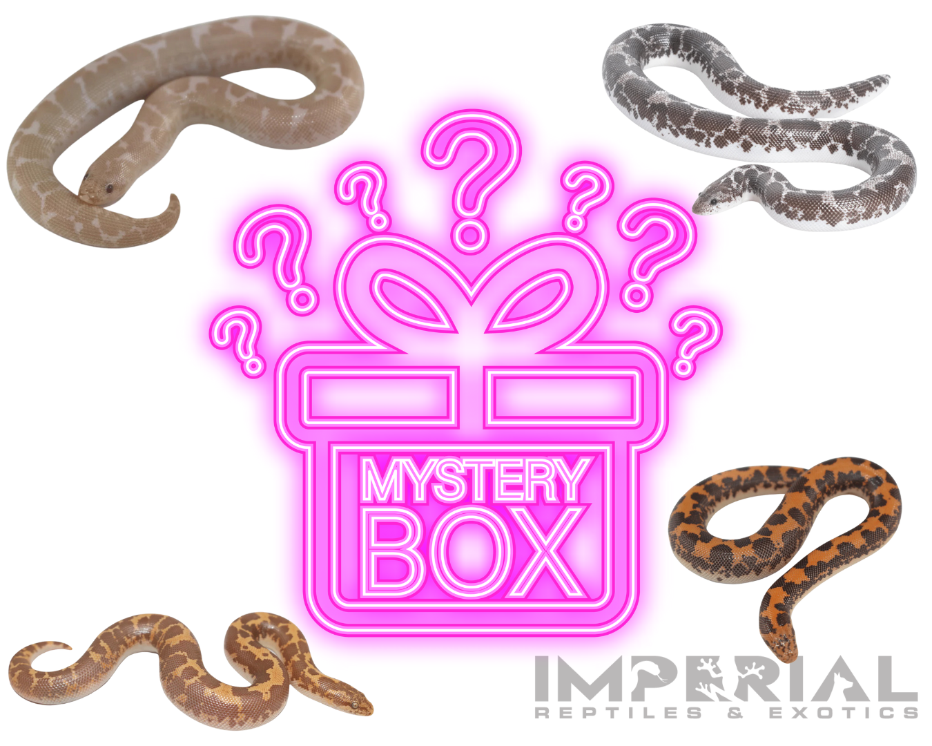 Kenyan Sand Boa Mystery Box Online (50% OFF BLACK FRIDAY SPECIAL)