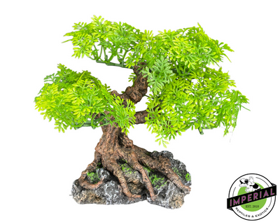 Komodo Bonsai Tree for sale, reptile supplies for sale, buy reptiles online