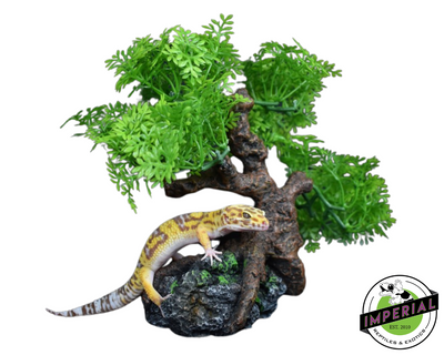 Komodo Bonsai Tree for sale, reptile supplies for sale, buy reptiles online