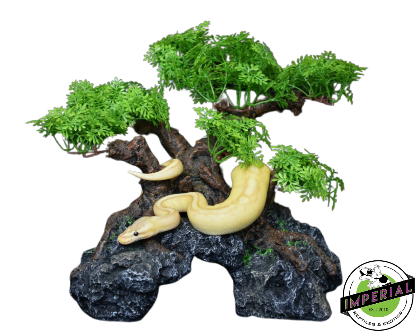 Komodo Bonsai Tree with Hide for sale, reptile supplies for sale, buy reptiles online