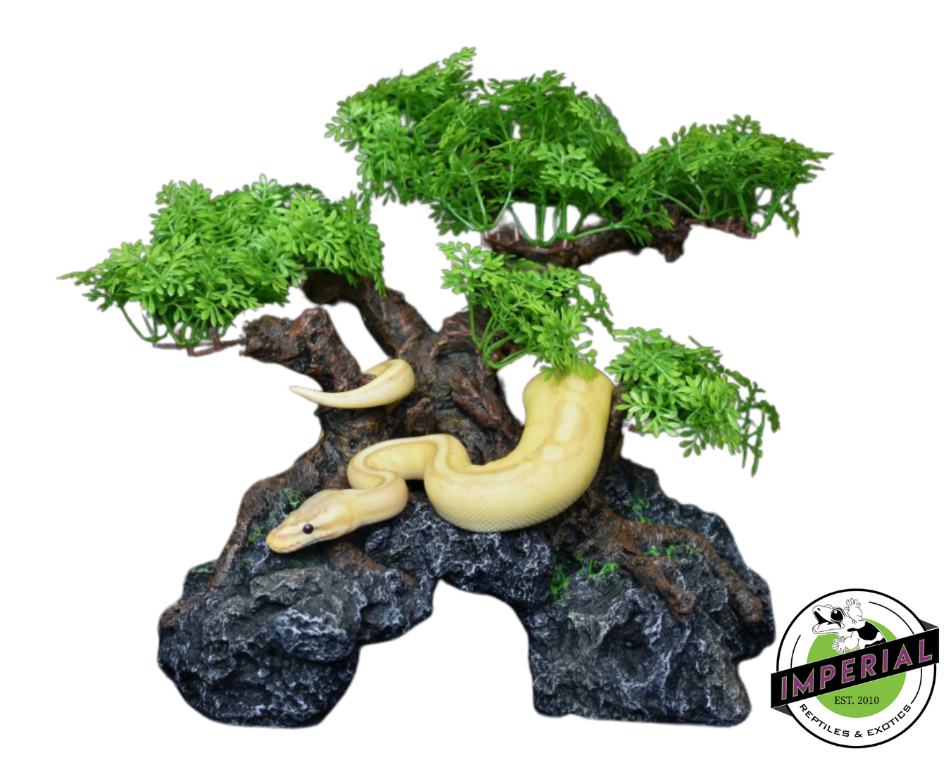 komono bonsai tree Komodo Bonsai Tree w/ Hide 18 IN – IMPERIAL REPTILES & EXOTICS