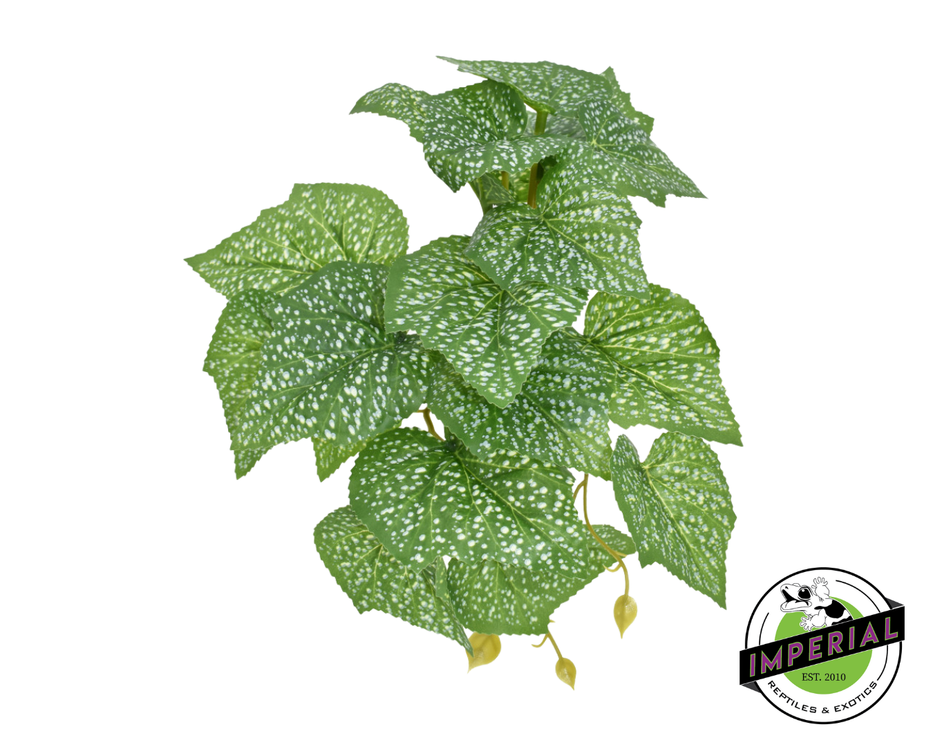 Komodo Standing Spotted Pothos Plant