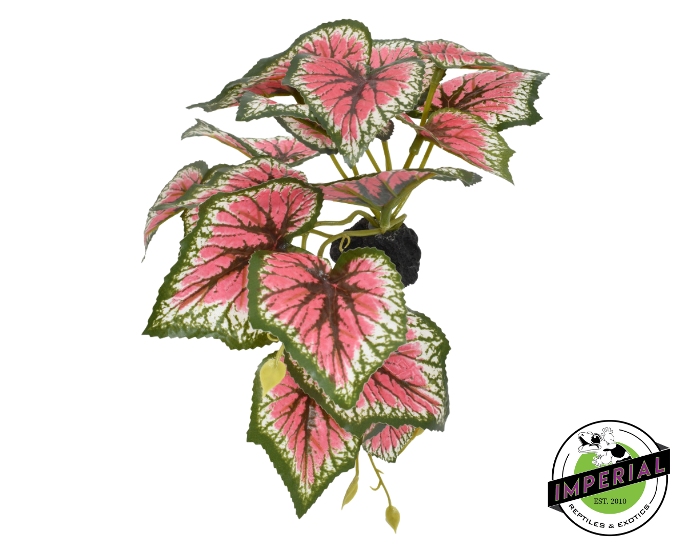 Komodo Standing Caladium Plant for sale, reptile supplies for sale, buy reptiles online, buy supplies online