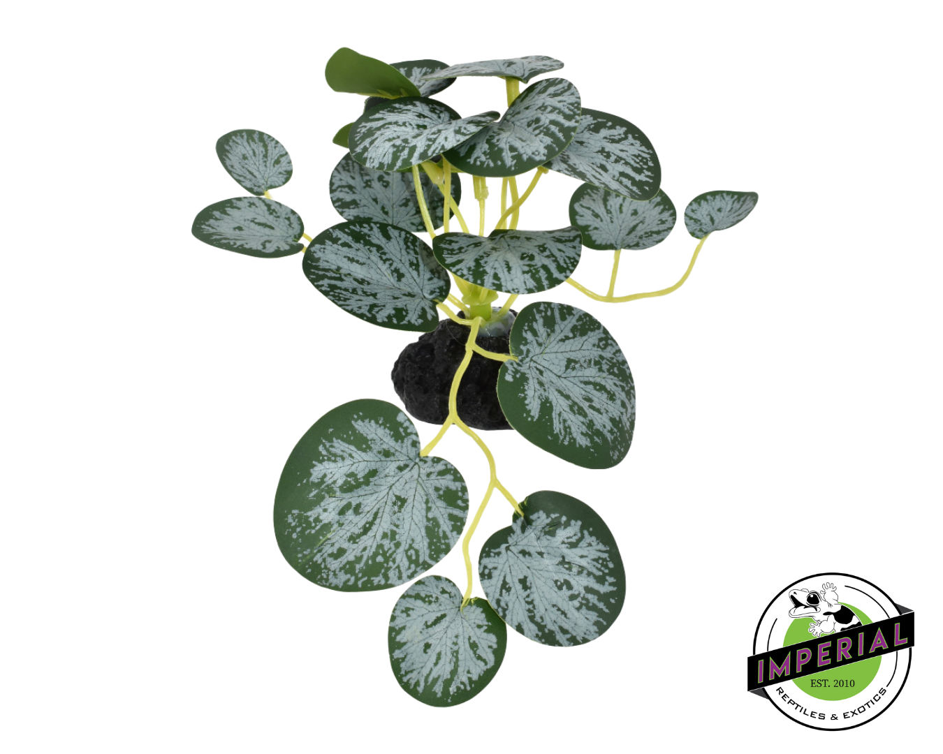 Komodo String Of Hearts Plant