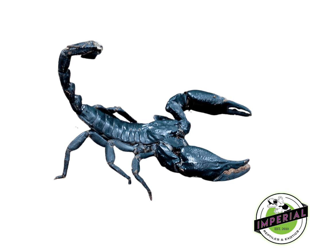 その他 Black Scorpion [Import USA Zone 1] 2 x Thai Black Scorpions (Heterometrus spinifer) 100-120mm A1