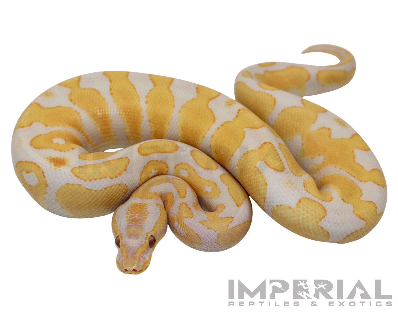 Lavender Albino Yellowbelly Ball Python for sale, buy ball pythons online, reptiles for sale online, buy pets online