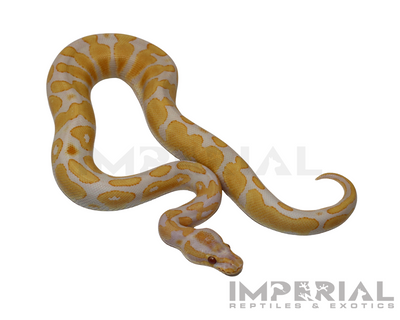 Lavender Albino Yellowbelly Ball Python for sale, buy ball pythons online, reptiles for sale online, buy pets online