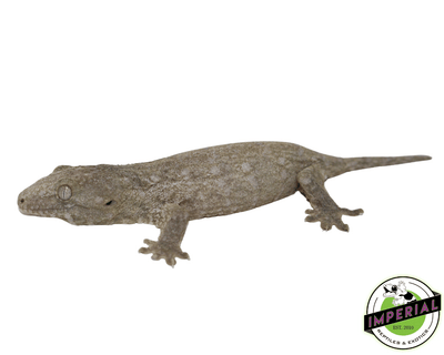 buy leachie geckos online at cheap prices