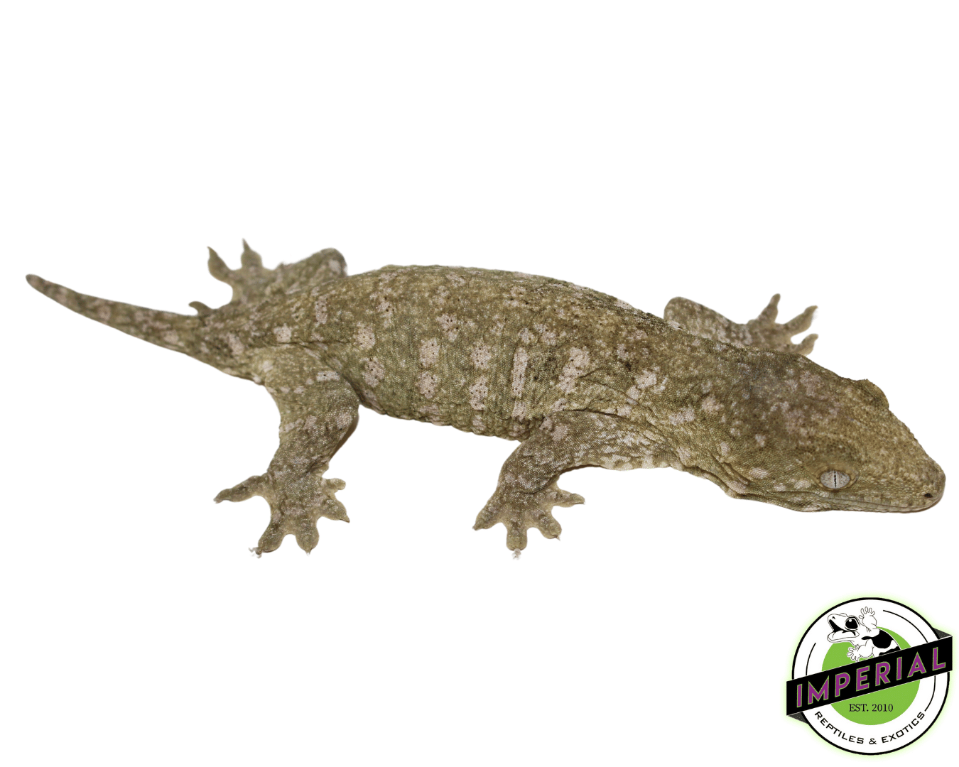 Leachie Gecko For Sale Imperial Reptiles IMPERIAL REPTILES & EXOTICS