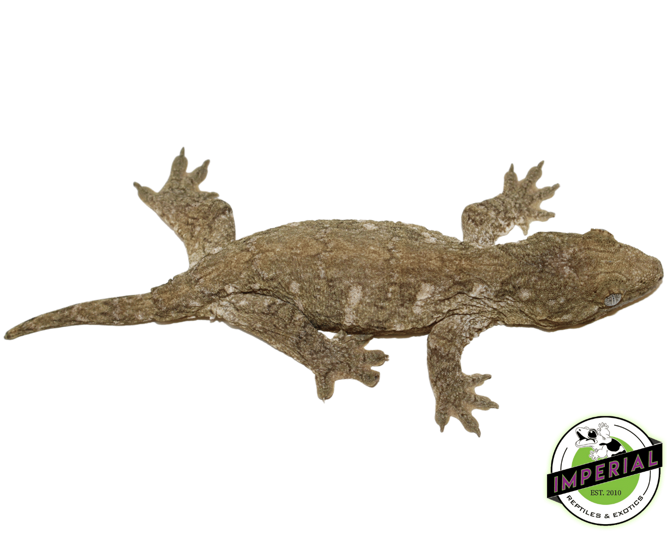 Leachie Gecko For Sale Imperial Reptiles IMPERIAL REPTILES & EXOTICS