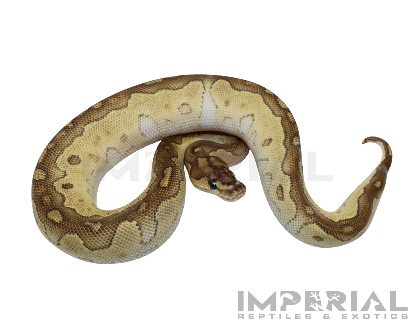 Less Clown Ball Python Lesser Clown Ball Python For Sale - Imperial Reptiles – IMPERIAL ...