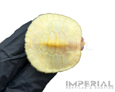 Lubino Red Eared Slider Turtle for sale, buy turtles online, reptiles for sale, turtle morphs for sale