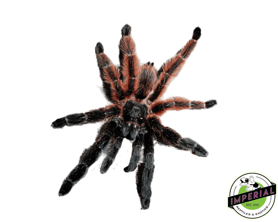 Mexican Red and Black Tree Spider (Psalmopoeus victori) For Sale