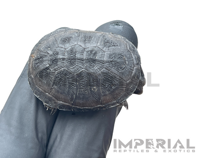 African Dwarf Mud Turtle for sale, buy turtles online, reptiles for sale, turtle morphs for sale
