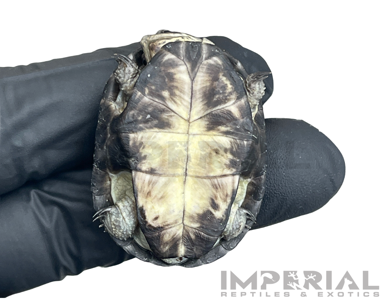 African Dwarf Mud Turtle for sale, buy turtles online, reptiles for sale, turtle morphs for sale
