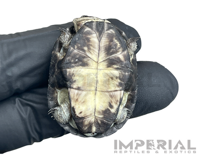 African Dwarf Mud Turtle for sale, buy turtles online, reptiles for sale, turtle morphs for sale