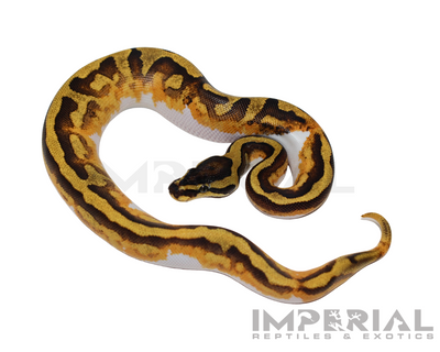 Orange Dream Enchi Pied Ball Python for sale, buy OD Enchi Pied ball pythons online, reptiles for sale online, buy pets online