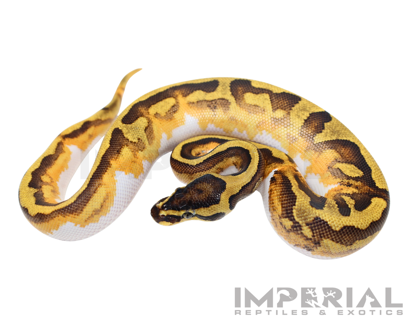 Orange Dream Enchi Pied Ball Python for sale, buy OD Enchi Pied ball pythons online, reptiles for sale online, buy pets online