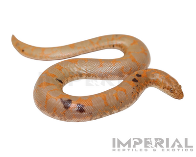 Paradox Albino Kenyan Sand Boa for sale, buy Paradox Albino Kenyan Sand Boas online, reptiles for sale online, buy pets online