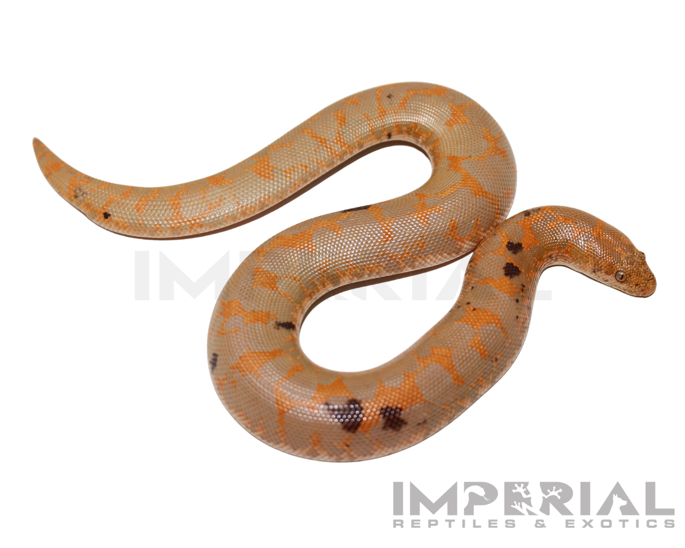 Paradox Albino Kenyan Sand Boa for sale, buy Paradox Albino Kenyan Sand Boas online, reptiles for sale online, buy pets online