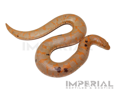Paradox Albino Kenyan Sand Boa for sale, buy Paradox Albino Kenyan Sand Boas online, reptiles for sale online, buy pets online