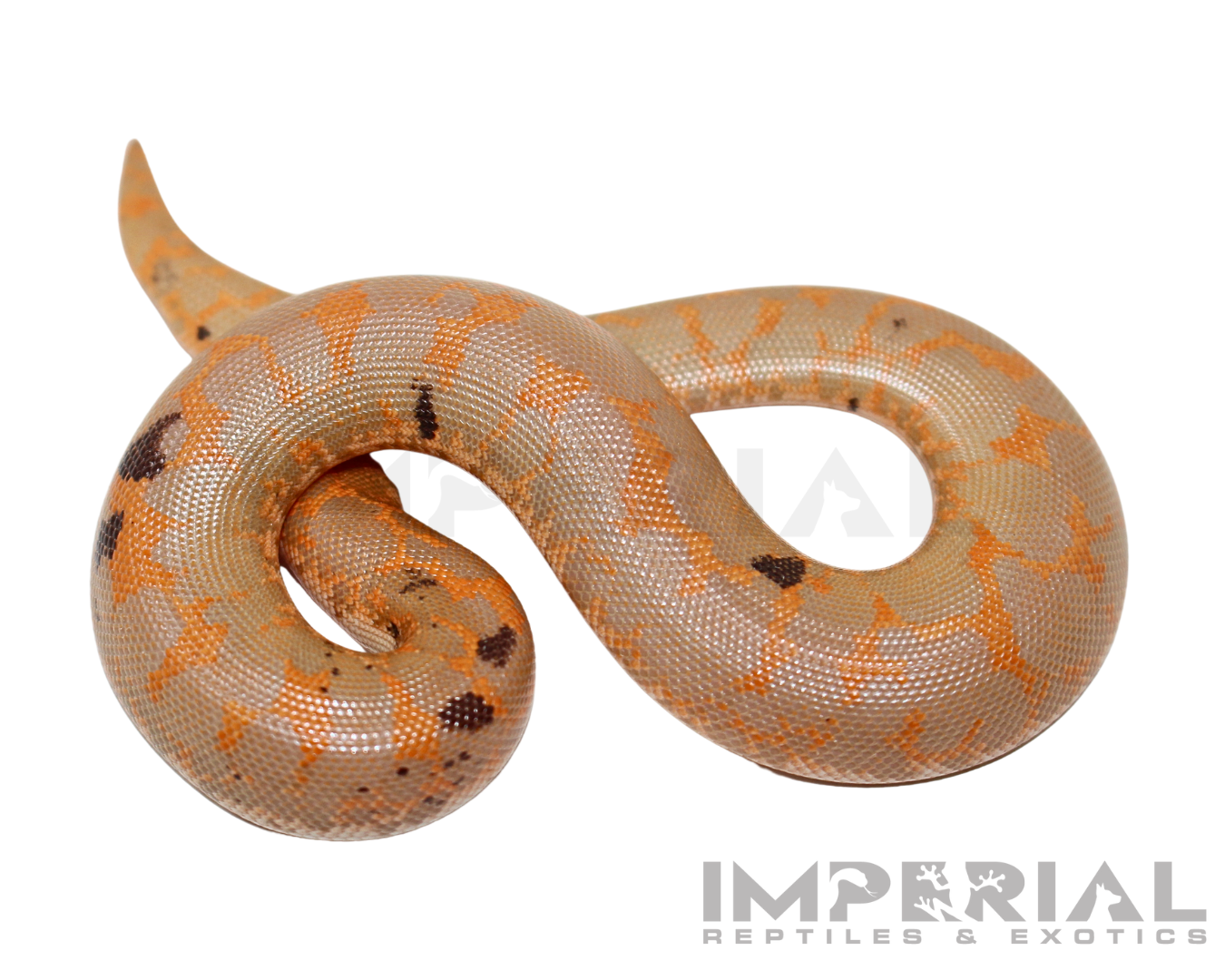 Paradox Albino Kenyan Sand Boa for sale, buy Paradox Albino Kenyan Sand Boas online, reptiles for sale online, buy pets online