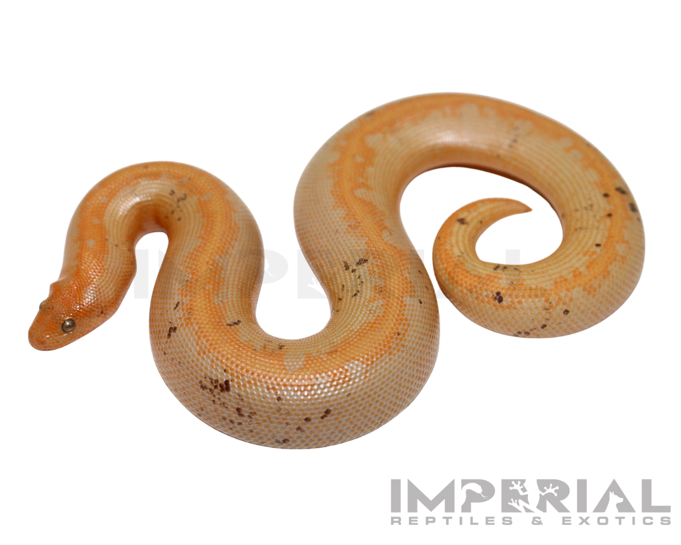 Paradox Albino Stripe Kenyan Sand Boa for sale, buy Paradox Albino Stripe Kenyan Sand Boas online, reptiles for sale online, buy pets online