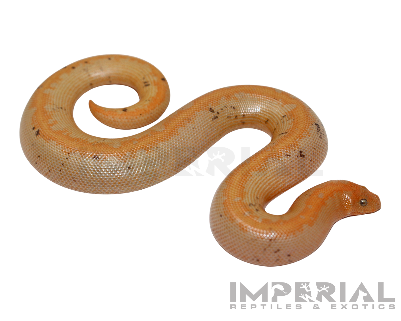 Paradox Albino Stripe Kenyan Sand Boa for sale, buy Paradox Albino Stripe Kenyan Sand Boas online, reptiles for sale online, buy pets online