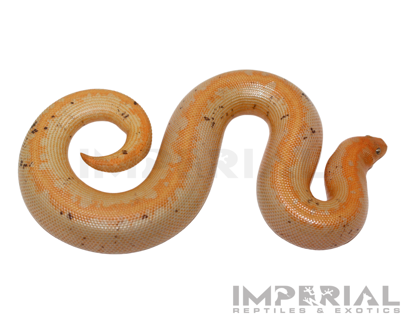 Paradox Albino Stripe Kenyan Sand Boa for sale, buy Paradox Albino Stripe Kenyan Sand Boas online, reptiles for sale online, buy pets online