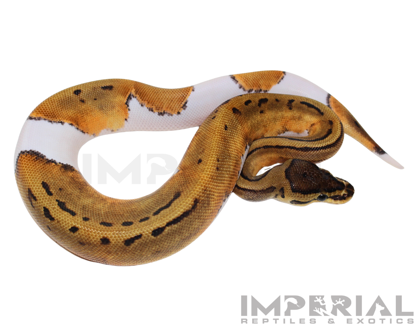 Pinstripe Pied Ball Python for sale, buy Pinstripe Pied ball pythons online, reptiles for sale online, buy pets online