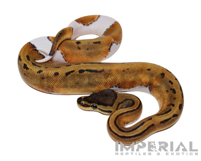 Pinstripe Pied Ball Python for sale, buy Pinstripe Pied ball pythons online, reptiles for sale online, buy pets online