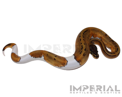 Pinstripe Pied Ball Python for sale, buy Pinstripe Pied ball pythons online, reptiles for sale online, buy pets online