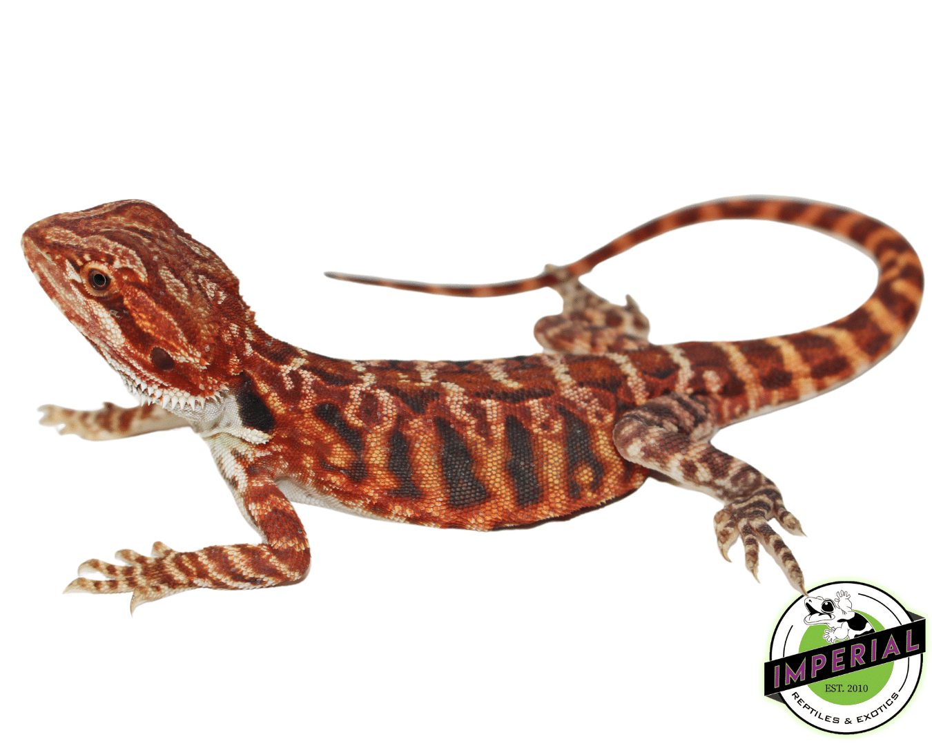 buy bearded dragons online at cheap prices