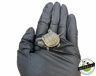 Baby Western Painted Turtle for sale, Turtles for sale, buy turtles online, buy reptiles online