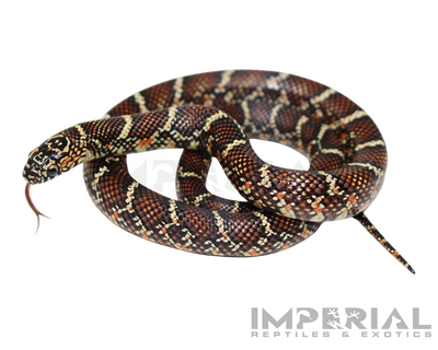 White Cheek Brooks Kingsnake for sale, buy ball pythons online, reptiles for sale online, buy pets online
