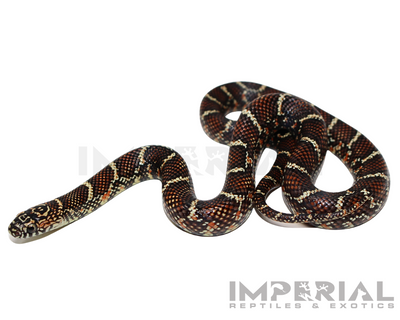 White Cheek Brooks Kingsnake for sale, buy ball pythons online, reptiles for sale online, buy pets online