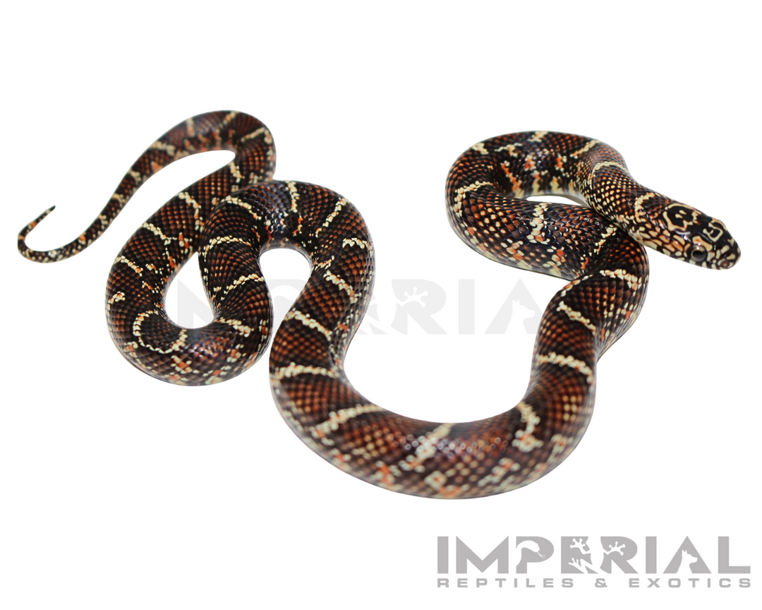 White Cheek Brooks Kingsnake For Sale - Imperial Reptiles
