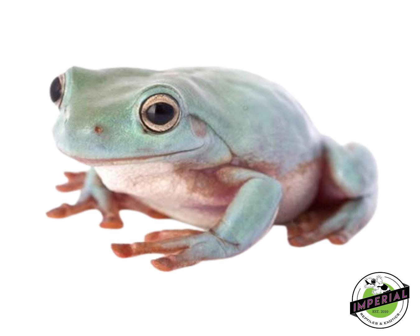 White's Tree Frog (Blue Phase) Juvenile