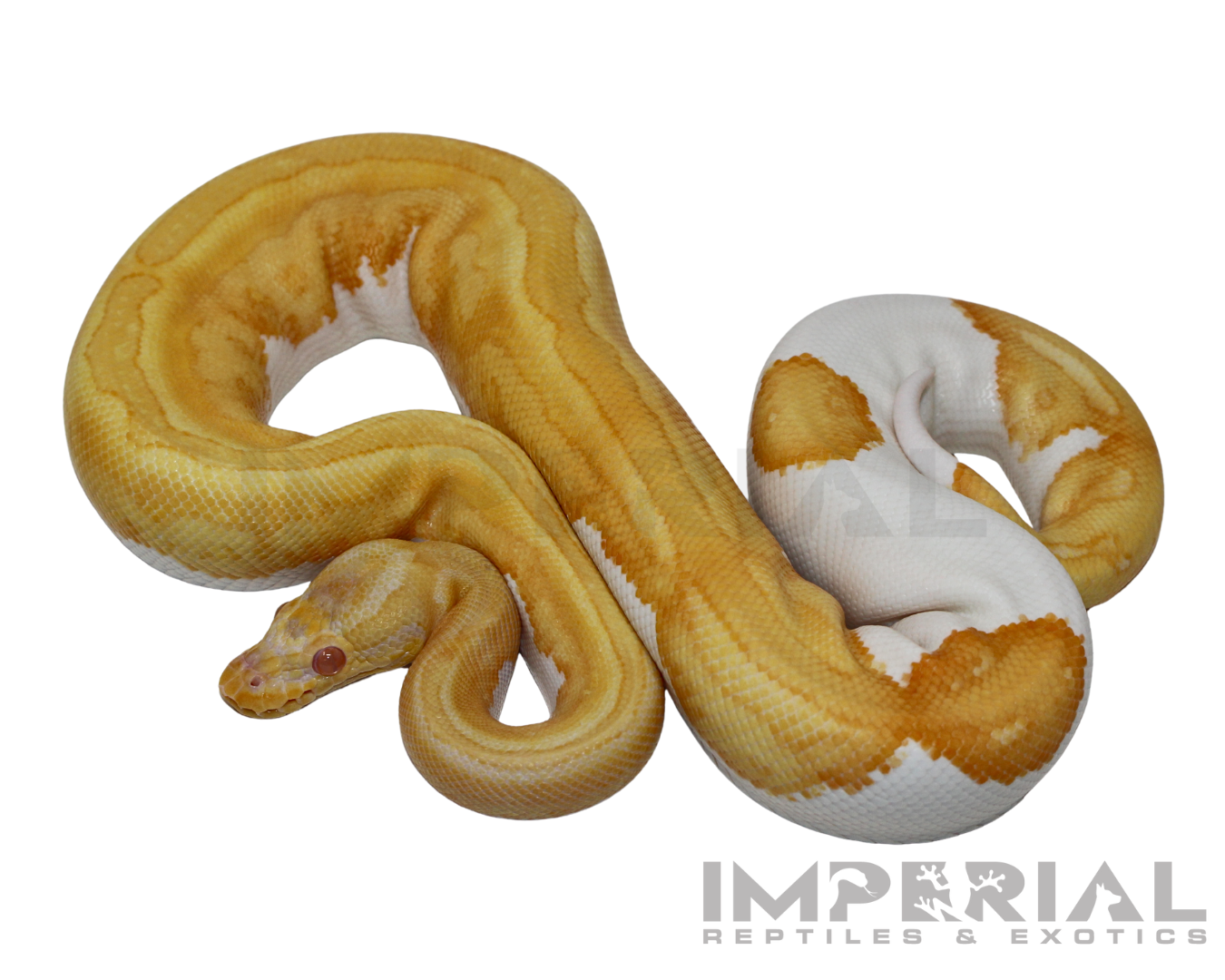 Albino Yellowbelly Pied Ball Python for Sale | Imperial Reptiles ...