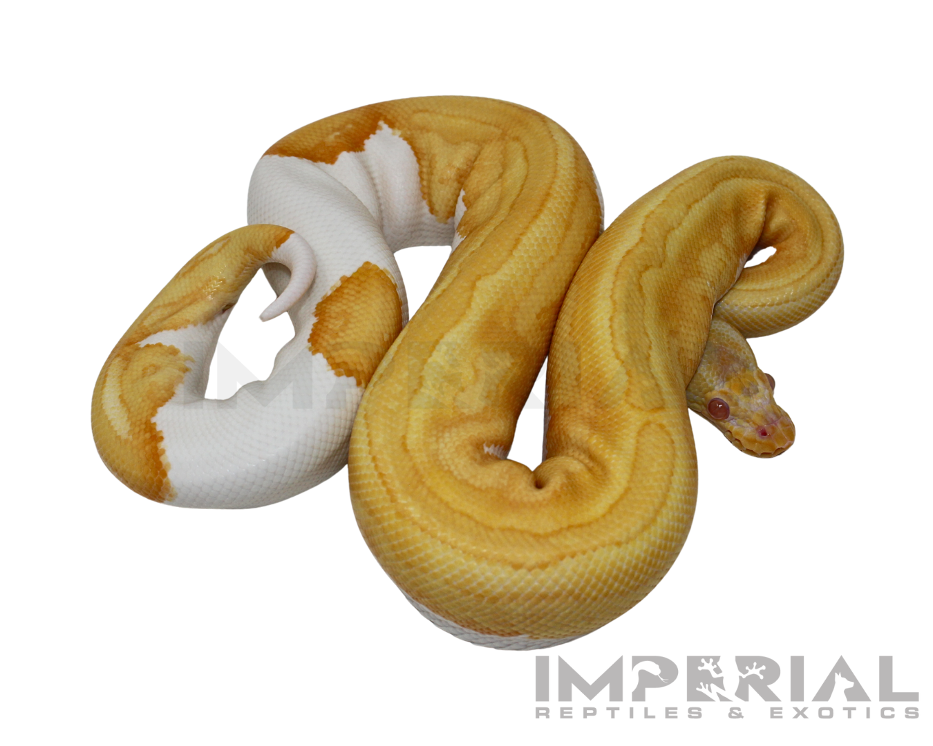 Albino Yellowbelly Pied Ball Python for sale, buy Albino Pumpkin Pied ball pythons online, reptiles for sale online, buy pets online