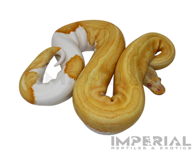 Albino Yellowbelly Pied Ball Python for sale, buy Albino Pumpkin Pied ball pythons online, reptiles for sale online, buy pets online