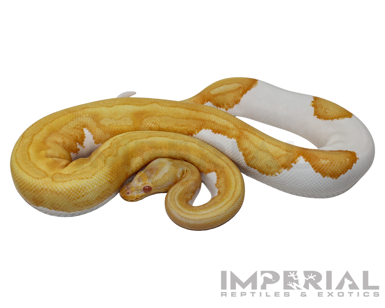 Albino Yellowbelly Pied Ball Python for sale, buy Albino Pumpkin Pied ball pythons online, reptiles for sale online, buy pets online