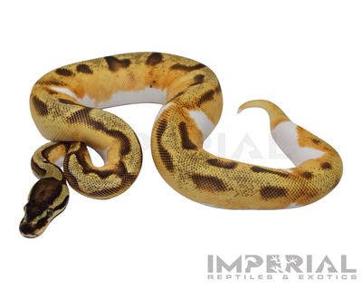 Yellowbelly Enchi Pied Ball Python for sale, buy ball pythons online, reptiles for sale online, buy pets online